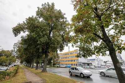 An der Auestraße fallen ab Montag viele Bäume.