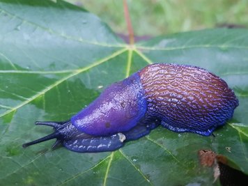 Entdeckung am Wegesrand: Der Blauschnegel ist eine aus den Karpaten stammende Nackt- schnecke.