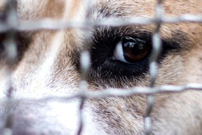 Wie Hunde auf Reize reagieren, lässt sich schwer vorhersehen – gerade, wenn sie aus Tierheimen kommen.