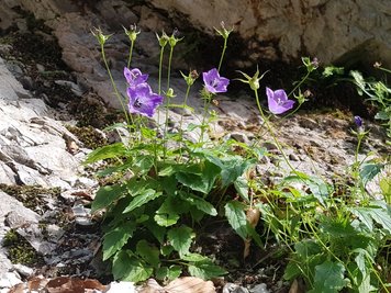 Die Karpaten-Glockenblume ist eine immergrüne ausdauernde Pflanze, die auch in deutschen Gärten als Zierpflanze gedeiht.
