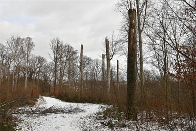 Der Rochlitzer Wald dient unter anderem der Erholung. Um den Wald zu erhalten, bedarf es einiger Maßnahmen.