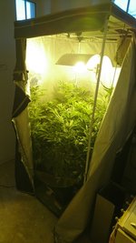Die Cannabisplantage befand sich in der Wohnung in Chemnitz.