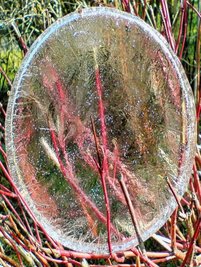 Der leichte Nachtfrost der vergangenen Tage ließ in einer Regenwasser-Wanne dieses Eis-Ei wachsen.