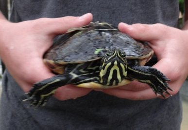 Diese Schildkröte wurde in Untermarxgrün an ein Tor gespült.