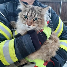 Diese Katze hat die Feuerwehr in Mittweida von einem Dach gerettet.