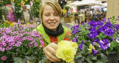 Diese Pflanzen mögen die Kunden von Isabell Heier von der Gärtnerei Zülchner: "Pink Kisses", eine Nelkenart, die Blume des Jahres "Mariechen", eine Begonie, und die Petunie "Night Sky" (von links).