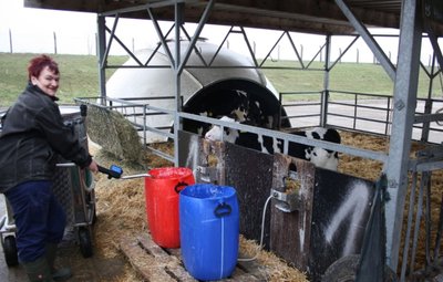 Margitta Eger füttert Kälber in den sogenannten Kälberiglos des Agrarunternehmens Lauenhain. Beim Landeswettbewerb "Tiergerechte und umweltverträgliche Haltung 2019/2020" wurde der Betrieb ausgezeichnet.