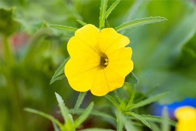 Der Sternenzauber hat zarte Blüten, kommt aber mit Hitze und Trockenheit sehr gut zurecht. Ausgewachsen wird er etwa 20 Zentimeter hoch und wächst leicht hängend.