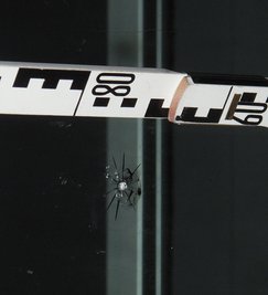 Der Stein soll etwa sieben Zentimeter groß gewesen sein.