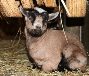 Die vier Babys stammen von drei Müttern.