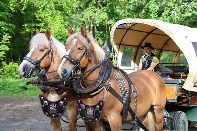 Kusy und Rocky, die beiden Pferde von Pentti Richter aus Eibenberg, waren das Taxi im Wald.