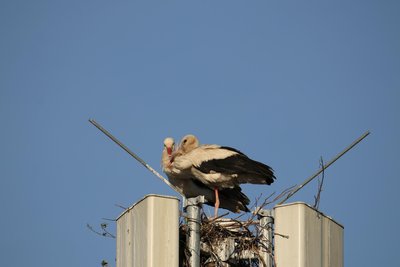 Nestbauversuche auf dem Funkmast. Seit 10. Mai ist dort Bewegung.