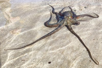Die Krake lag im flachen Wasser am Strand.