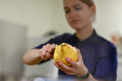 Wird fürs Dessert benötigt: Quitte. Obst, Gemüse, Fleisch und andere Grundzutaten kommen stets von Erzeugern aus der näheren Region.