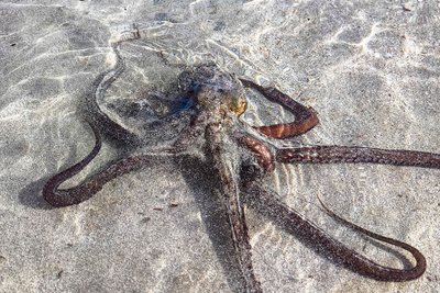 Die Augen der Krake schauten aus dem Wasser heraus.