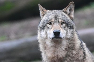 Ein Wolf in seinem Gehege in Baden-Württemberg.