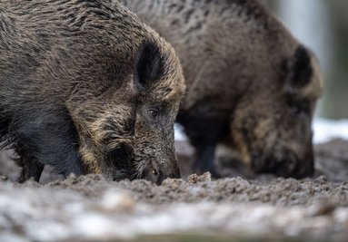 Ab sofort gehört auch das mittelsächsische Reinsberg bei Freiberg zur Sperrzone. So müssen beispielsweise Wildschweine erst auf die tödliche Erkrankung untersucht werden, ehe sie aus dem Gebiet verbracht werden.
