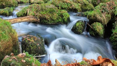 Auch durch das idyllische Triebtal soll eine der Wanderungen am 21. Mai führen. 