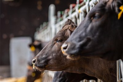 Die Agrargenossenschaft Weidagrund hat erfolgreich am Landeswettbewerb „Tiergerechte und umweltverträgliche Haltung 2023/2024 in Sachsen“ teilgenommen.