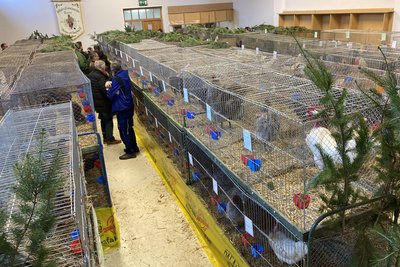Die Besucher der Kleintierschau in Brockau hatten ordentlich was zu gucken. 470 Tiere waren ausgestellt - Hühner, Tauben, Enten und Kaninchen.