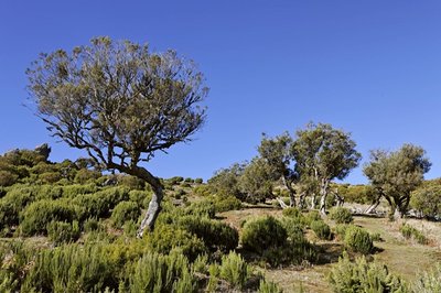 Der Baum: Die mediterrane Baumheide (Erica Arborea) liefert mit ihrem kieselsäurehaltigen Wurzelholz den Stoff, aus dem die Pfeifen sind.