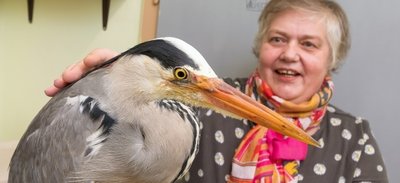 Der Graureiher, der derzeit in der Tierschutzstation aufgepäppelt wird, genießt die Streicheleinheiten von Mitarbeiterin Simone Klaus.