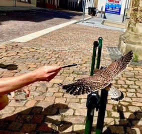 Mit einem Pinsel gaben Anwohner dem kleinen Falken Wasser. 