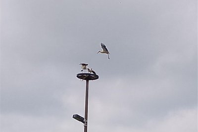 Störche am Nestplatz in Untermarxgrün. Das Nest ist seit Jahren verwaist. Auch diesmal flogen die Tiere weiter.