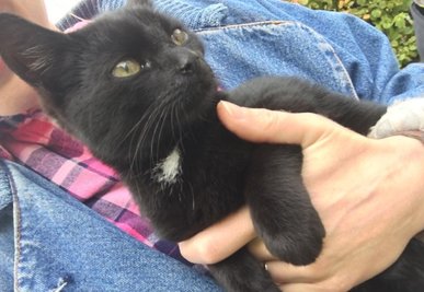 Schwarzfahrende Katze: An der Suche nach dem Zuhause von Kater Bussi hatten sich im Herbst Menschen aus allen Teilen der Bundesrepublik beteiligt.