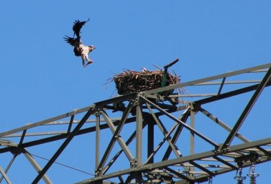 Nistende Fischadler: Neben dem Autobahnzubringer in Aue haben sich zwei der seltenen Tiere zum Brüten eingenistet. Das Nest war extra von einem Stromversorger für sie gebaut worden.
