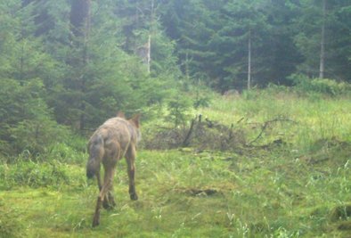 Erster Wolf: Frühmorgens kurz vor 6 Uhr streifte Anfang Juni 2017 ein Wolf über diese Lichtung im Wald von Tellerhäuser. Die Kamera löst bei Bewegung aus.