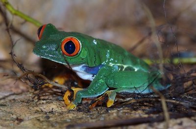 Ein Bewohner des Vivariums: der Rotaugenlaubfrosch.