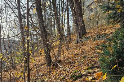 Der Hang fällt steil ab. Verliert er an Festigkeit, wenn ein Teil der Vegetation gerodet und eine Baustraße hinein gebaut werden muss?