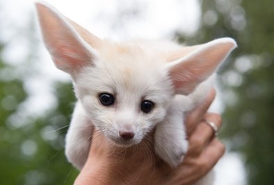 Kleiner Wüstenfuchs: Filou hat sich durch die gute Pflege seiner Ziehmutter prächtig gemacht und soll nun im Auer Zoo der Minis neuer Zuchtmann mit einer neuen Füchsin werden.