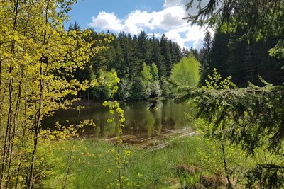 Ob der idyllische Bärenteich bleibt oder verschwindet, ist derzeit ungewiss.