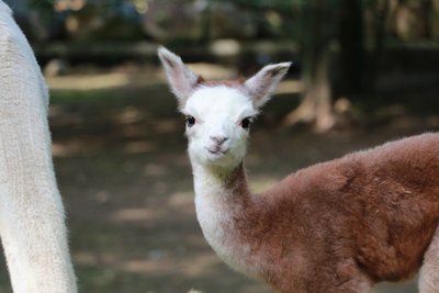 Im Tierpark Chemnitz gibt es wieder Nachwuchs - diesmal bei den Alpakas.