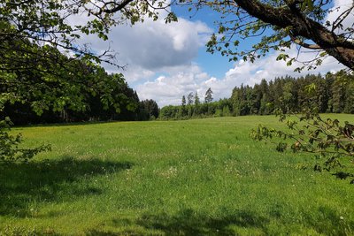 Auf dem Fronberg ist die Natur noch intakt. Das wissen auch Erholungsuchende zu schätzen.