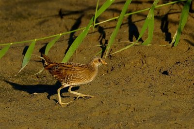 Das Tümpelsumpfhuhn brütet in diesem Jahr erstmals an Schimmels Teichen im Landschaftsschutzgebiet.