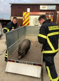 Mitglieder der Adorfer FreiwilligenFeuerwehr lockten ein entlaufenes Hängebauchschwein auf einenAnhänger, um es dann vorläufig in einer Pflegebox unterbringen zu können.