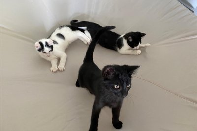 Frech wie Oskar: Der schwarze Fritz, Erich (links hinten) und Manfred. Die drei Kitten sind Brüder und 15 Wochen alt.