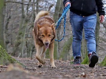 Der geliebte Vierbeiner und die Kosten: Für Burkhardtsdorfer Hundebesitzer wird die Steuer spürbar teurer. Laut Gemeindeverwaltung ist die Zahl der Hunde in der Verwaltungsgemeinschaft in den vergangenen Jahren etwa gleich geblieben. 