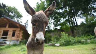 Esel-Nachwuchs gibt es im Tierpark Klingenthal. Ein Name für den jungen Hengst wird noch gesucht. In die Namensfindung sollen natürlich die Besucher mit einbezogen werden.