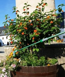 Auch die Blumenkübel im Schlosshof müssen gegossen werden. 