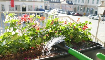 Vor den Fenstern des Zschopauer Rathauses blühen Geranien. Diese Blumen können die pralle Sonne gut vertragen. Dreimal in der Woche werden sie von Frank John mit einer Gießkanne gegossen.