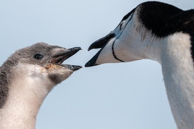 Was gibt’s zu essen? Das Miteinander von erwachsenen Pinguinen und ihrem hungrigen Nachwuchs ist ein Schauspiel.