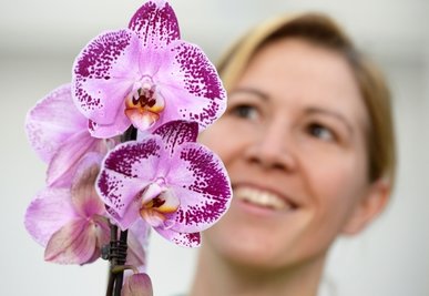 ORCHIDEEN ALS TRENDSETTER: Die Fachleute des Pantone Color Institute haben die Farbe Radiant Orchid, das helle Orchideen-Lila, zur Trendfarbe für das Jahr 2014 auserkoren.