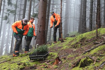 Auszubildende von Sachsenforst demonstrierten beim Waldtag, wie Weißtannen gepflanzt werden.