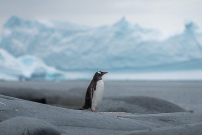 Pinguin auf Pléneau Island.
