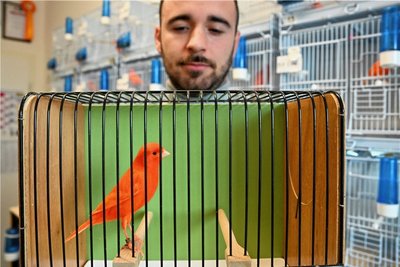 Die leuchtend rote Färbung hat es Sotiris Theodosiou angetan. Der 27-Jährige züchtet ausschließlich diese Variation von Kanarienvögeln.