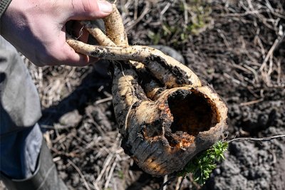 Hier haben sich Wühlmäuse bedient: Sie höhlen Wurzelgemüse wie diese Pastinake einfach aus.